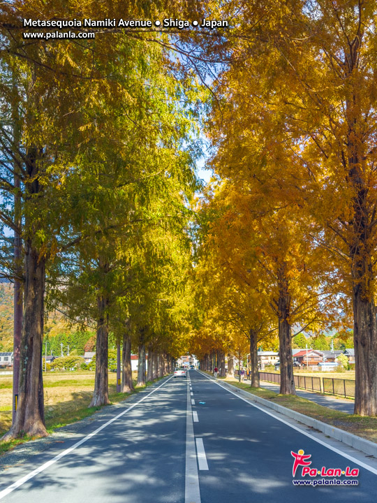 Metasequoia Namiki Avenue